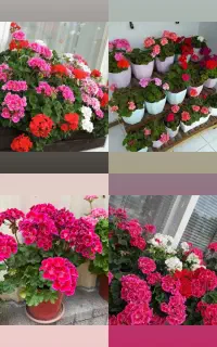 خدمات باغبانی وگلکاری وتعویض خاک درمنزل وشرکت