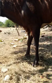 یک عدد نر بز فوق‌العاده