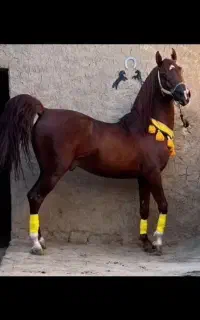 اسب نریان سیلمی سلطنتی