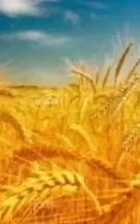 گندم امسال جهت پخت نان