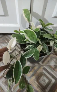 گل وگیاه