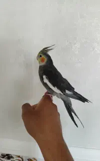 ی جفت عروس هلندی بالغ
