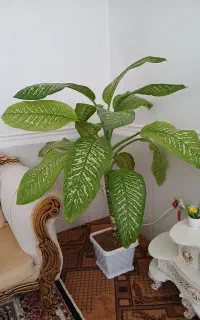 گل دیفن
