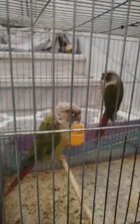 طوطی