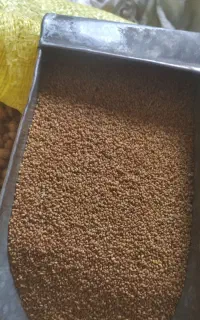 بذر یونجه صنوبری پایه بلند وشبدر