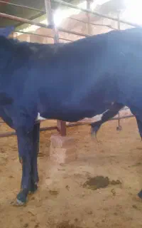 دو عدد گوساله نر دورگ