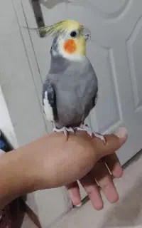 دوعددعروس هلندی نر دستی سخنگو