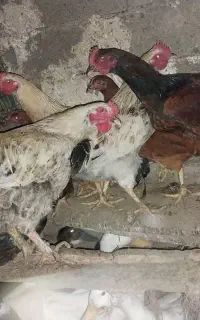 دوعدد خروس نه ماهه