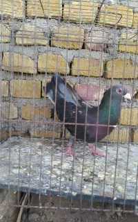 کفتر گرفتنی پرشی