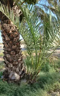 فروش پاجوش خنیزی