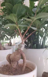گل بذر سبزی در خانه