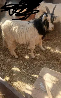 بزغاله شیرازی