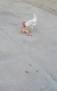 خروس