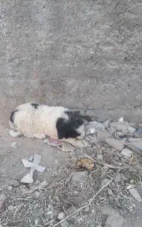 سگ نگهبان