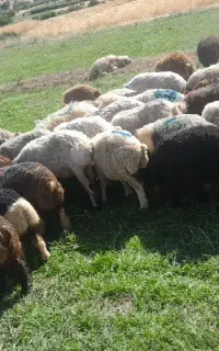 قصاب سیار. قصابی. ذبح گوسفند.گاو میش وبز.درمحل