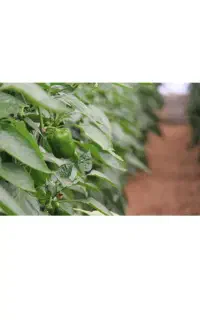 گل خانه