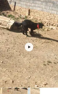 سگ ۸ماهه نر