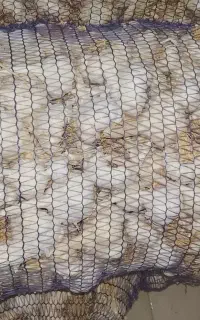 سیر بذر برای فروش
