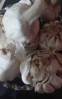 سیر