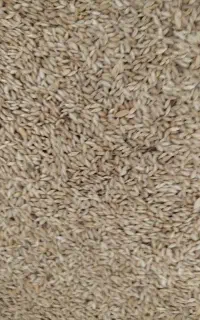 8کیلو کتان 11کیلو هفت تخم کبوتر تغیر شغل می‌فروش
