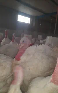 بوقلمون گوشتی
