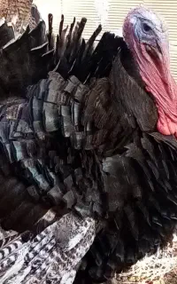 بوقلمون نر