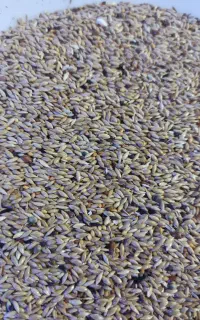 کتان