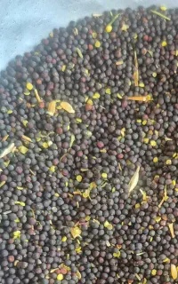 فروش کلزار
