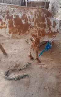 گوساله ماده