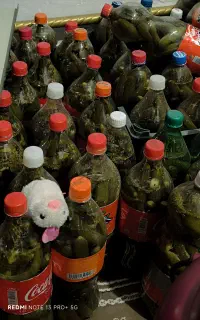خیارشور