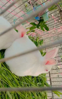 بچه خرگوش