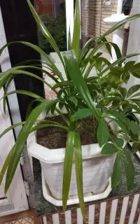 گلی