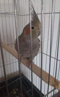 عروس هلندی