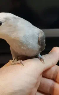 طوطی برزیلی مریض ماده