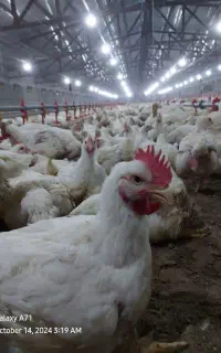 کارگر مرغداری