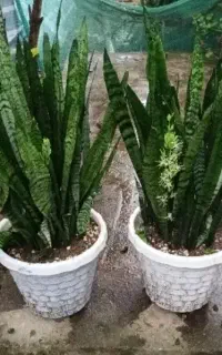 گل سانسوریا سبز