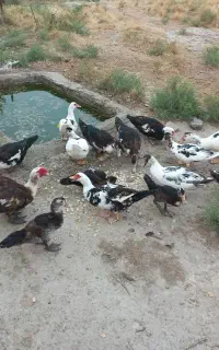 فروش اردک خارجی