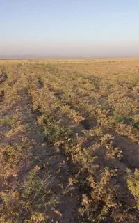 نخود دیم امسالی تمیز