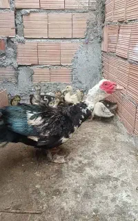 اوردک خارجی نر