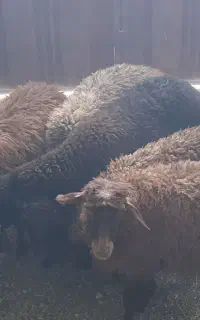 بره ماده درجه یک افشاری