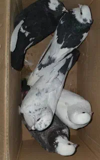 ۵ عدد کبوتر