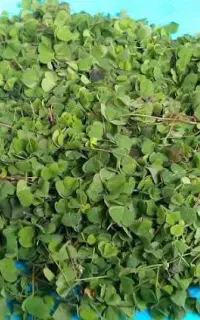 نیروی کار خانوم برای سبزی سرخ کنی