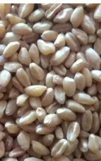 گندم ابی