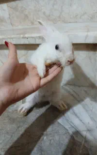 خرگوش
