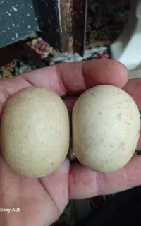 سنگ اسیاب