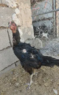 مرغ لاری