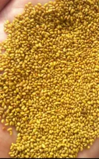 بذر یونجه اصلاح شده از نوع درجه یک