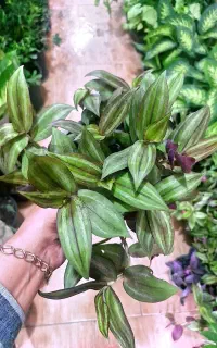 برگ بیدی