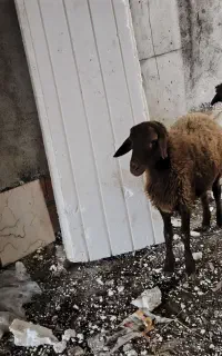 گوسفند ۸یا ۹  ماه