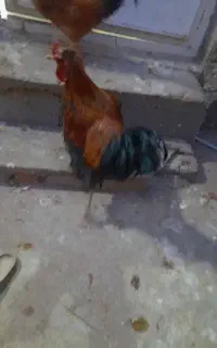 سه عددخروس